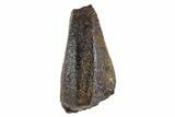 Fossil Hadrosaur (Edmontosaurus) Partial Tooth - Montana #340934-1